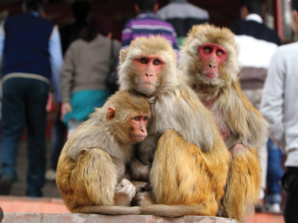 Monkey Attack News: बंदरों ने किया मासूम बच्ची पर हमला, डरकर पहली मंजिल से लगाई छलांग…हालत गंभीर