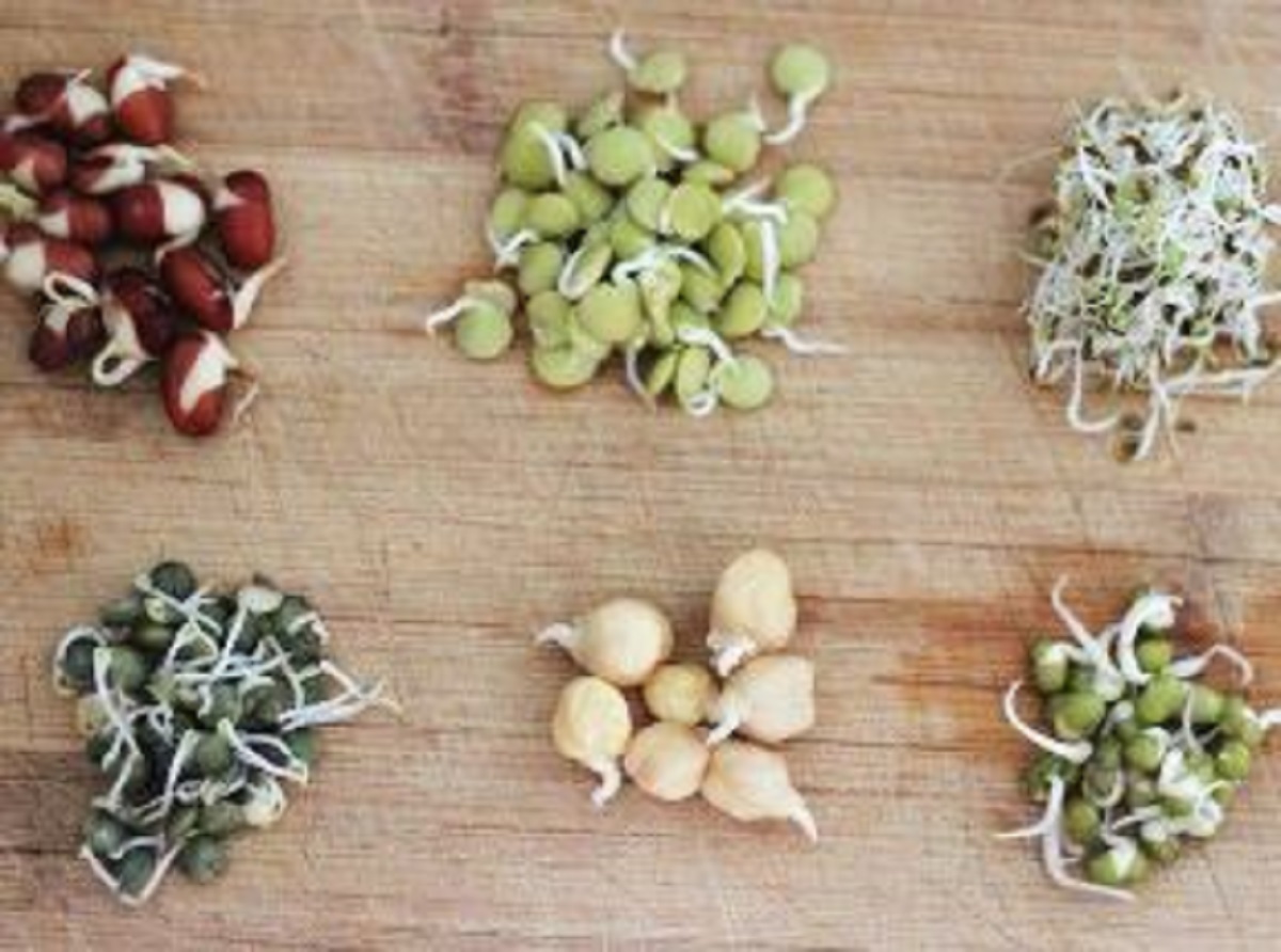 Benefits of eating Sprouts: पोषण का पावर हाउस हैं स्प्राउट्स, आज ही डाइट में करें शामिल